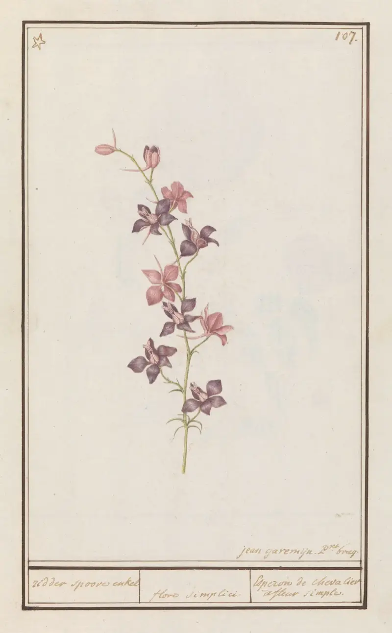 Ridderspoor (Consolida) ridder spoore enkel. floro simplici. Esperon de chevalier afluer simple. av Anselmus Boëtius de Boodt