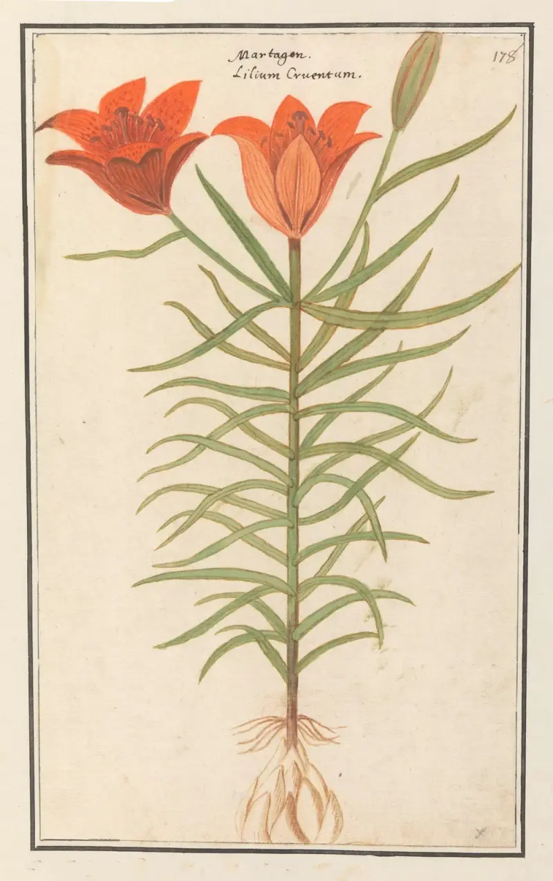 Rode lelie (Lilium) Roode Lelie Martagon lilium Cruentum Martagon av Anselmus Boëtius de Boodt