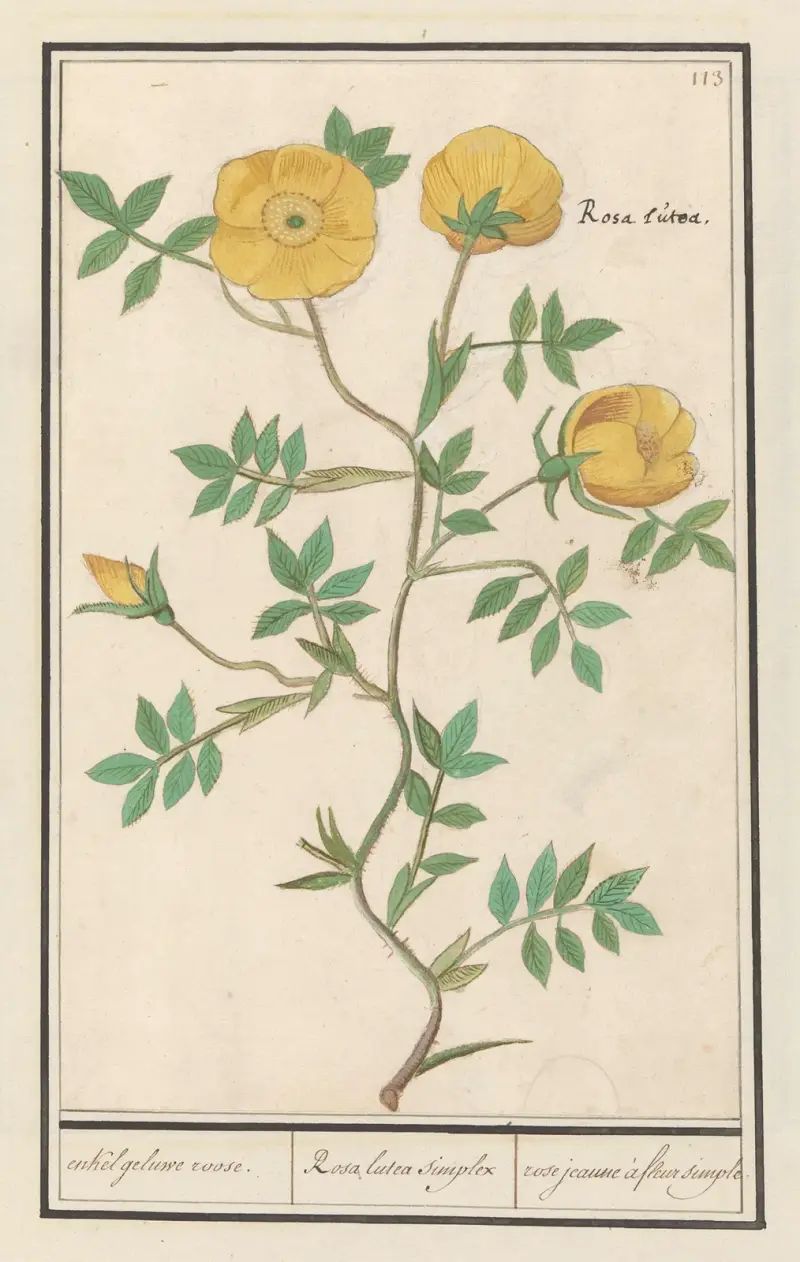 Roos (Rosa) enkel geluwe roose. Rosa lutea simplex rose jeaune à fleur simple av Anselmus Boëtius de Boodt