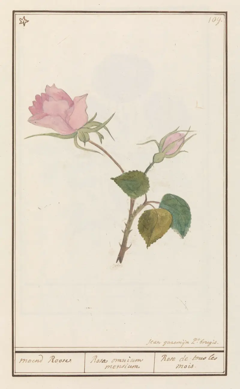 Roos (Rosa) maend Roose Rosa omnium mensium Rose de tous les mois av Anselmus Boëtius de Boodt