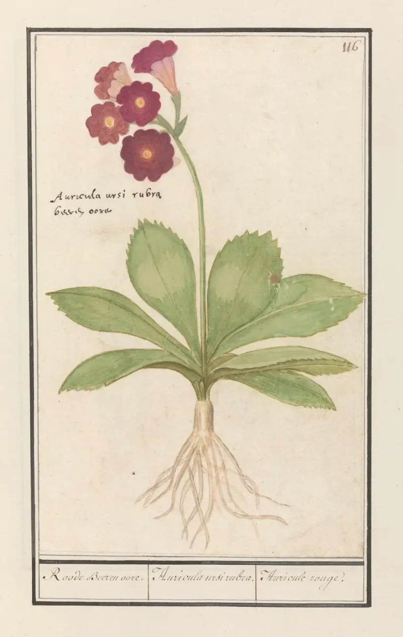 Sleutelbloem (Primula) Roode Beeren oore. Auricula ursi rubra. Auricule rouge av Anselmus Boëtius de Boodt