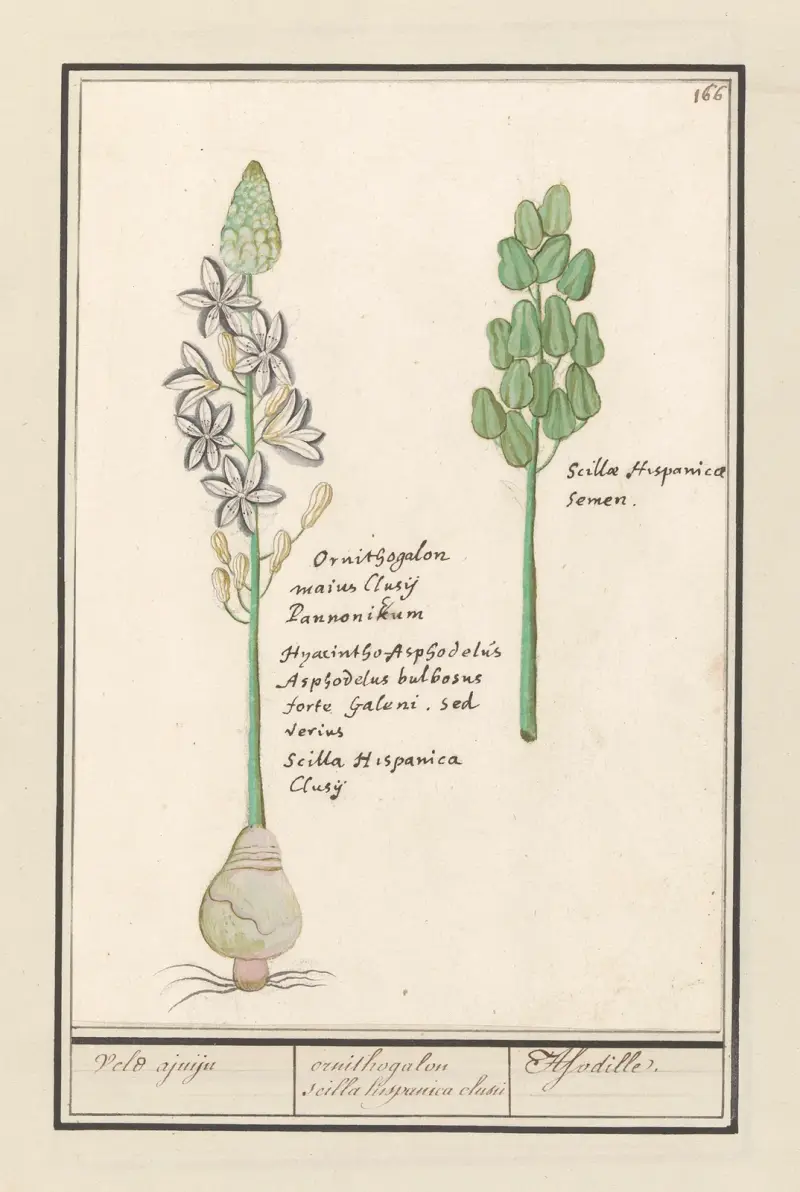 Sterhyacint (Scilla) Veld ajuijn ornithogalon scilla hispanica clusu Asodille av Anselmus Boëtius de Boodt