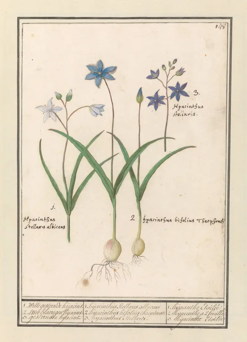 Cebulica (Scilla), Anselmus Boëtius de Boodt