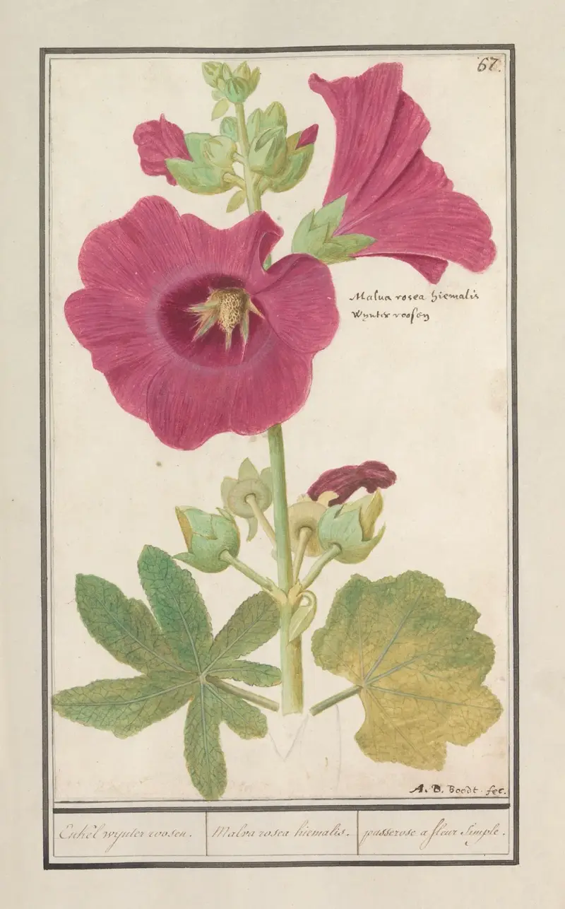 Stokroos (Alcea rosea) Enkel wynter roosen. Malva rosea hiemalis. passerose a fleur simple. av Anselmus Boëtius de Boodt