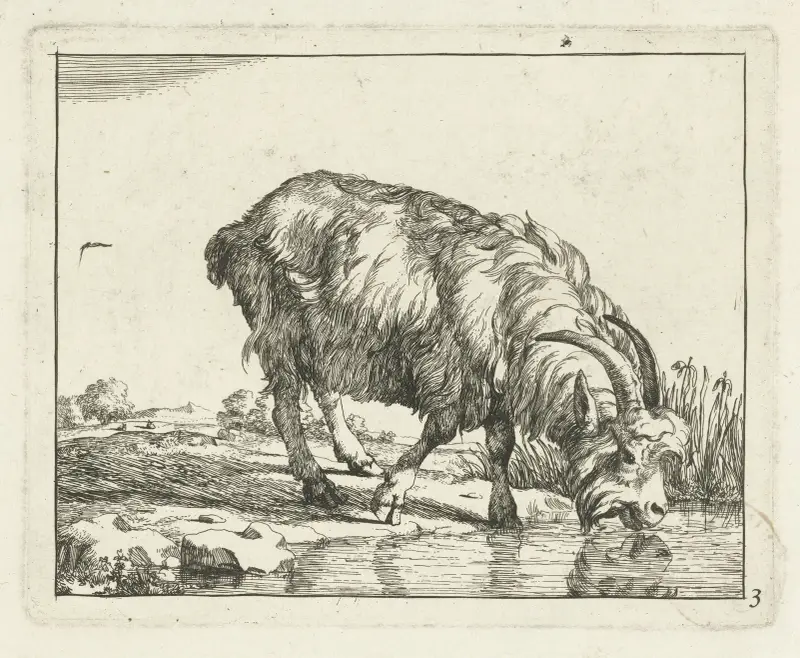 Trinkende Ziege, 1657 von Marcus de Bye