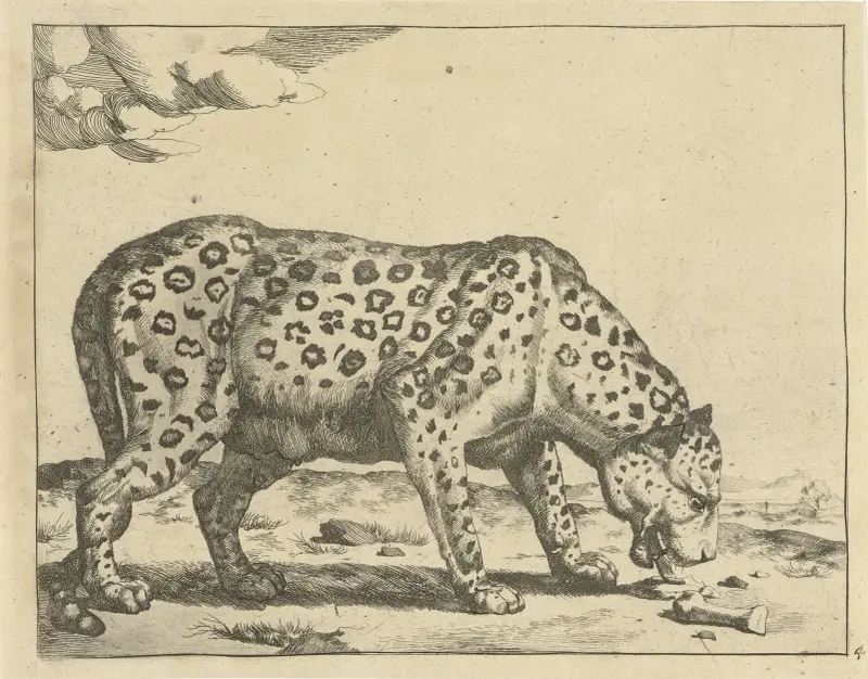 Liggande leopard (Leoparder) av Marcus de Bye