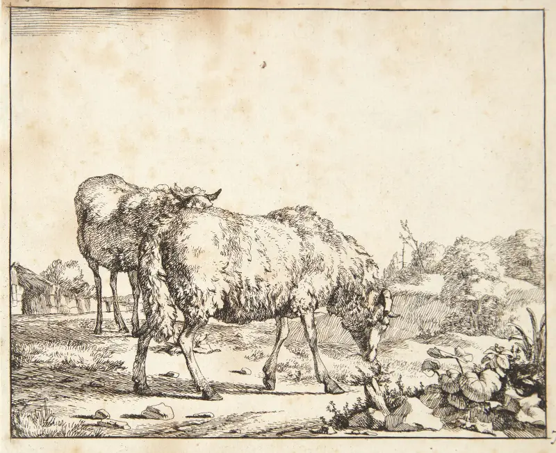 Grasendes Schaf, nach rechts gewandt von Marcus de Bye