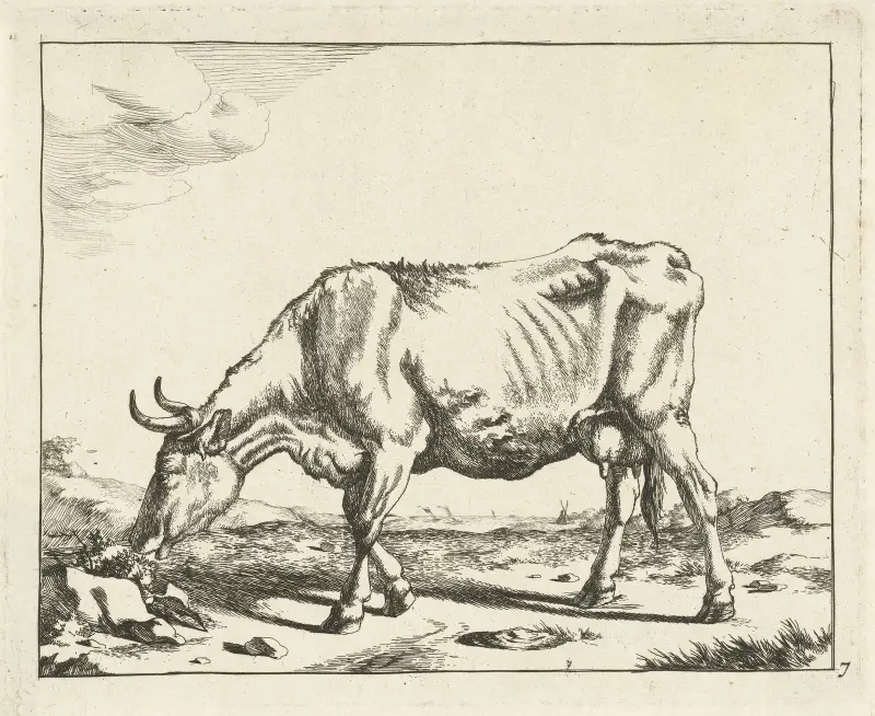Weidende Kuh von Marcus de Bye