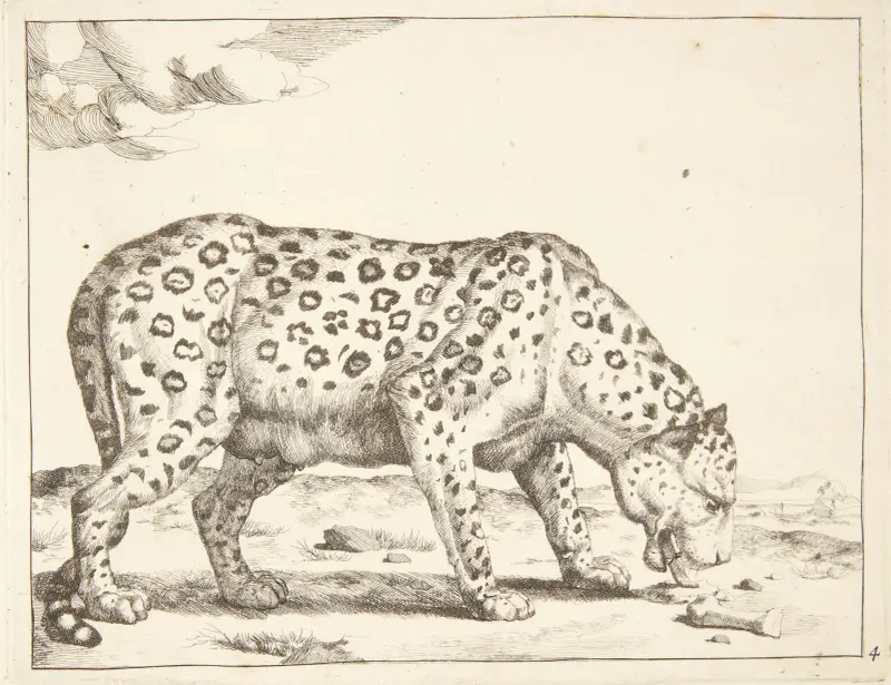 Leopardin von Marcus de Bye