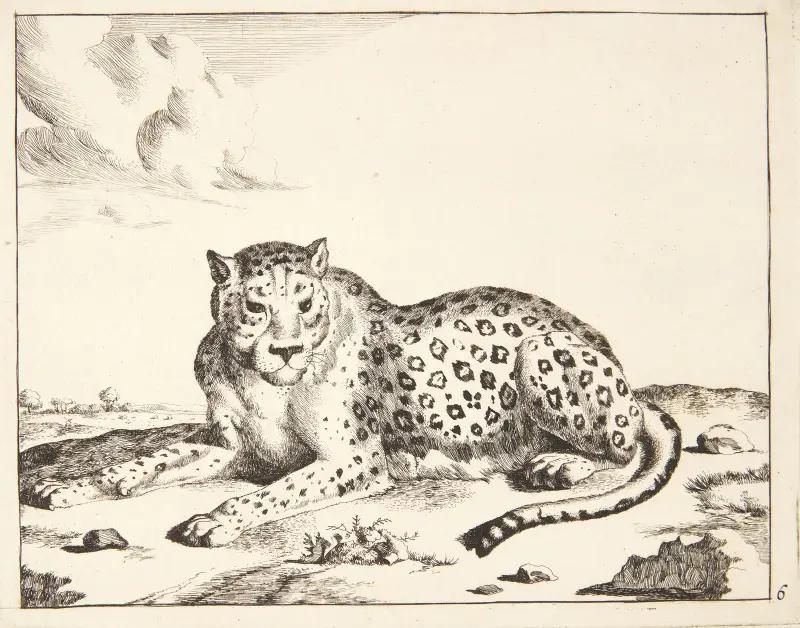 Liegender Leopard, nach links gewandt von Marcus de Bye