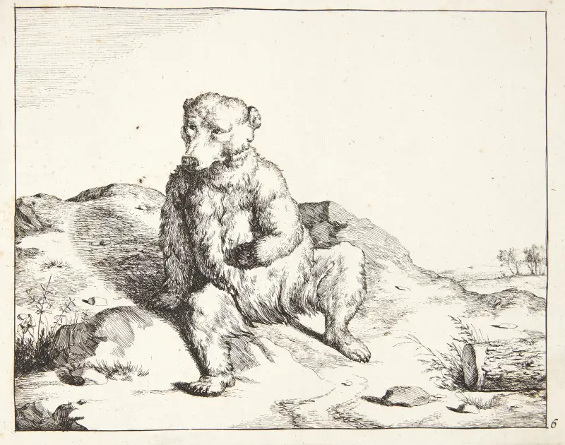Sitzender Bär, von vorn von Marcus de Bye