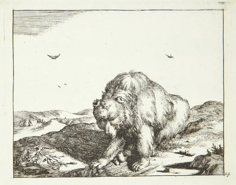 Siedzący niedźwiedź, widok z przodu, 1664, Marcus de Bye