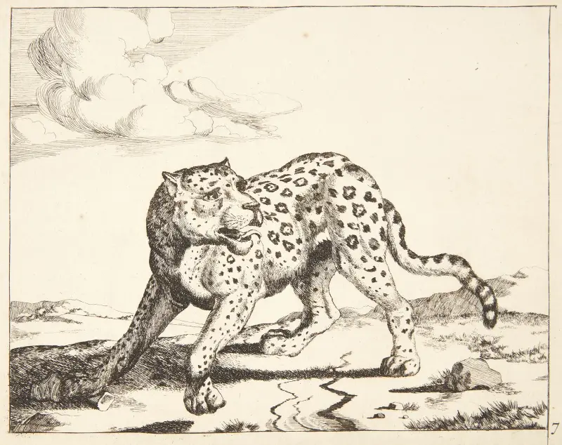 Stehender Leopard von Marcus de Bye