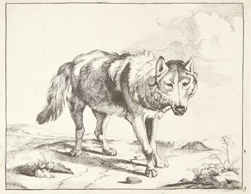 Stehender Wolf, dreiviertel nach rechts gewandt von Marcus de Bye