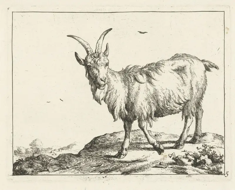 Stehende Ziege von vorn von Marcus de Bye