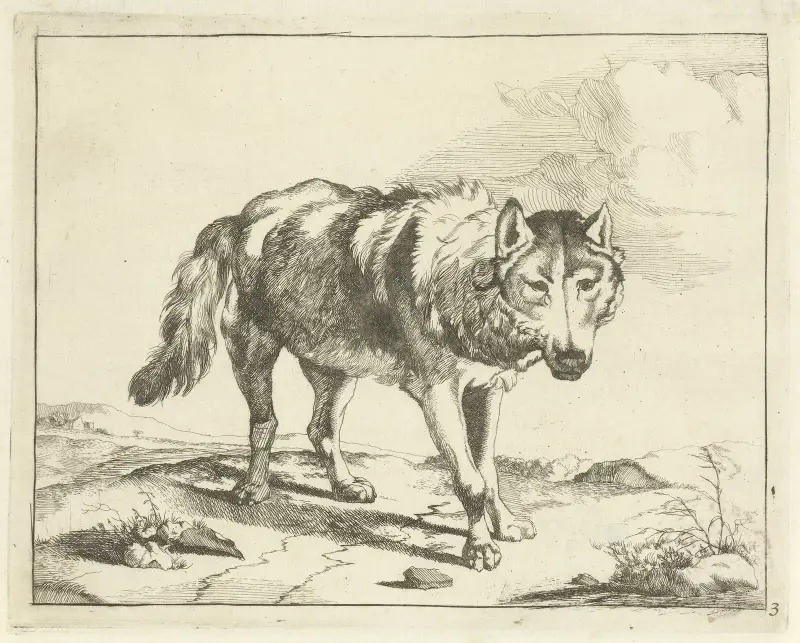 Stehender Wolf von vorn von Marcus de Bye