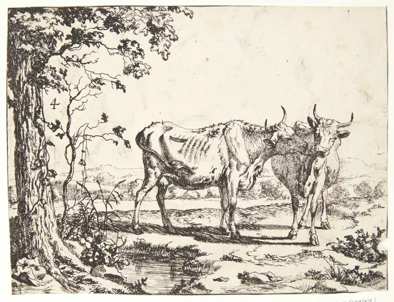 Dvě krávy – č. 2, Marcus de Bye