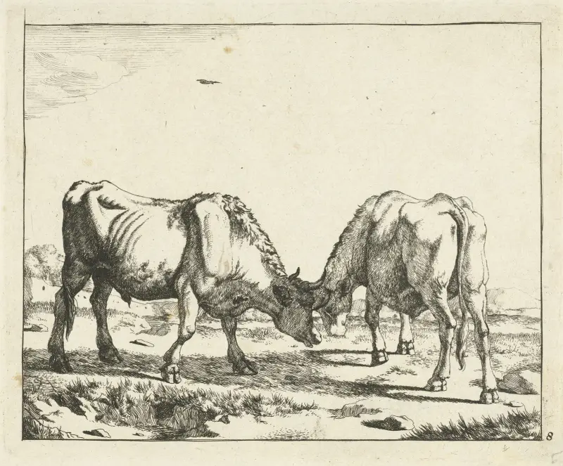 Zwei Stiere, Kopf an Kopf von Marcus de Bye