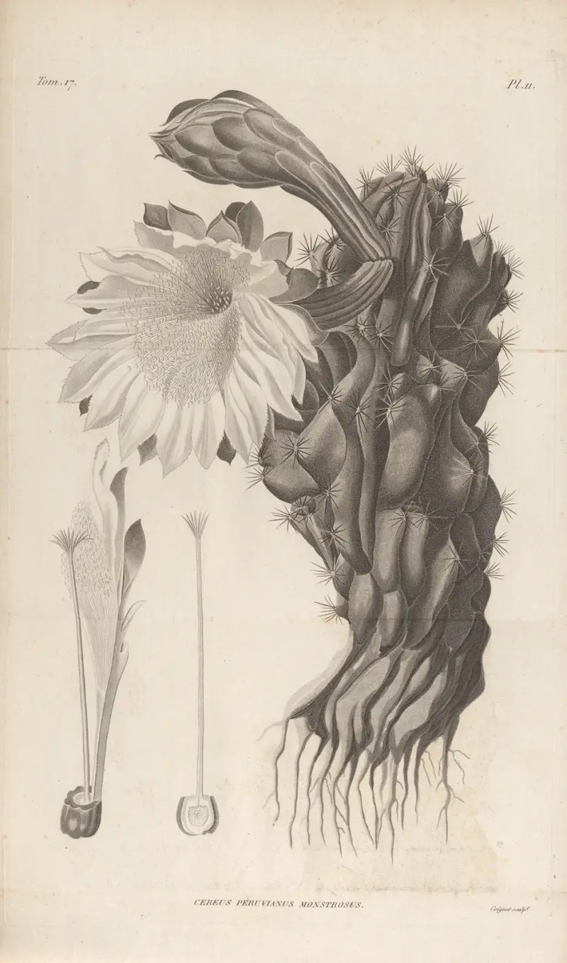 Cereus Peruvianus monstrosus, Augustin Pyramus de Candolle