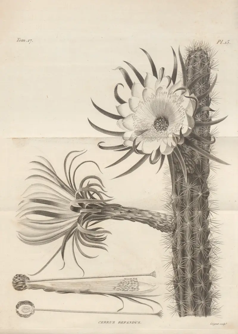 Cereus repandus, Augustin Pyramus de Candolle