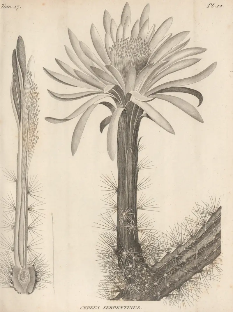 Cereus serpentinus von Augustin Pyramus de Candolle
