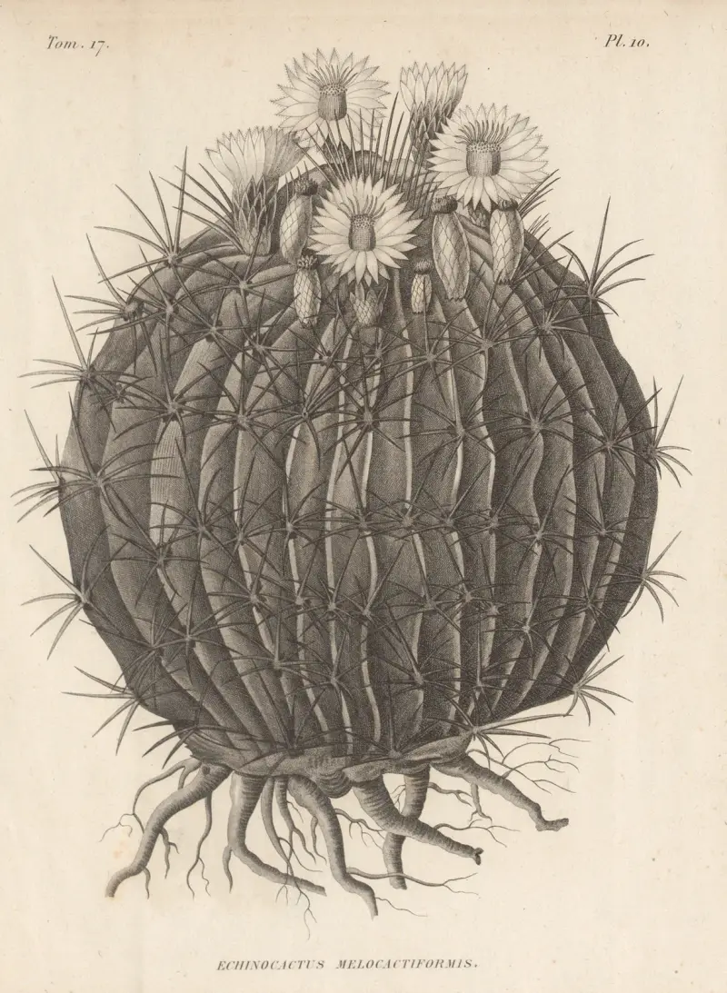 Echinocactus melocactiformis, Augustin Pyramus de Candolle