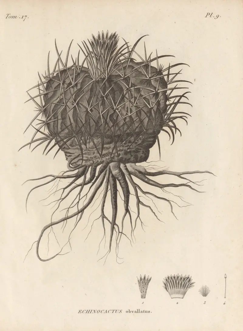 Echinocactus obvallatus, Augustin Pyramus de Candolle