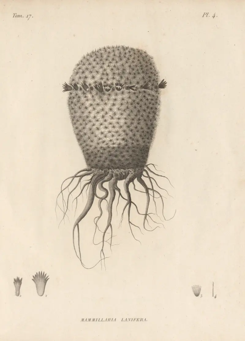 Mammillaria lanifera von Augustin Pyramus de Candolle
