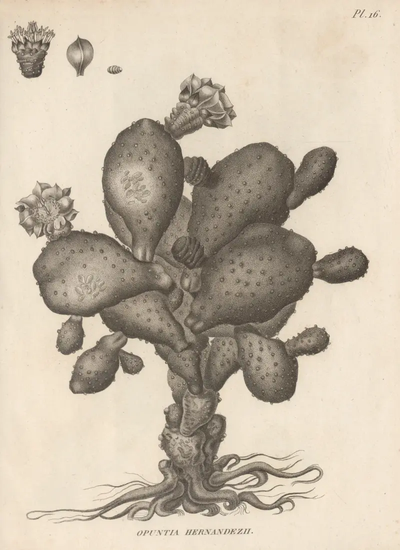Opuntia hernandezii von Augustin Pyramus de Candolle