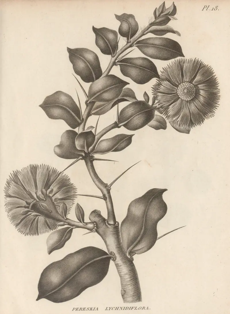 Pereskia lychnidiflora, Augustin Pyramus de Candolle