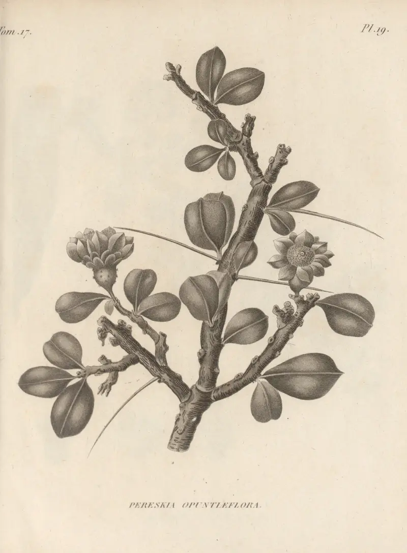Pereskia opuntiaeflora av Augustin Pyramus de Candolle