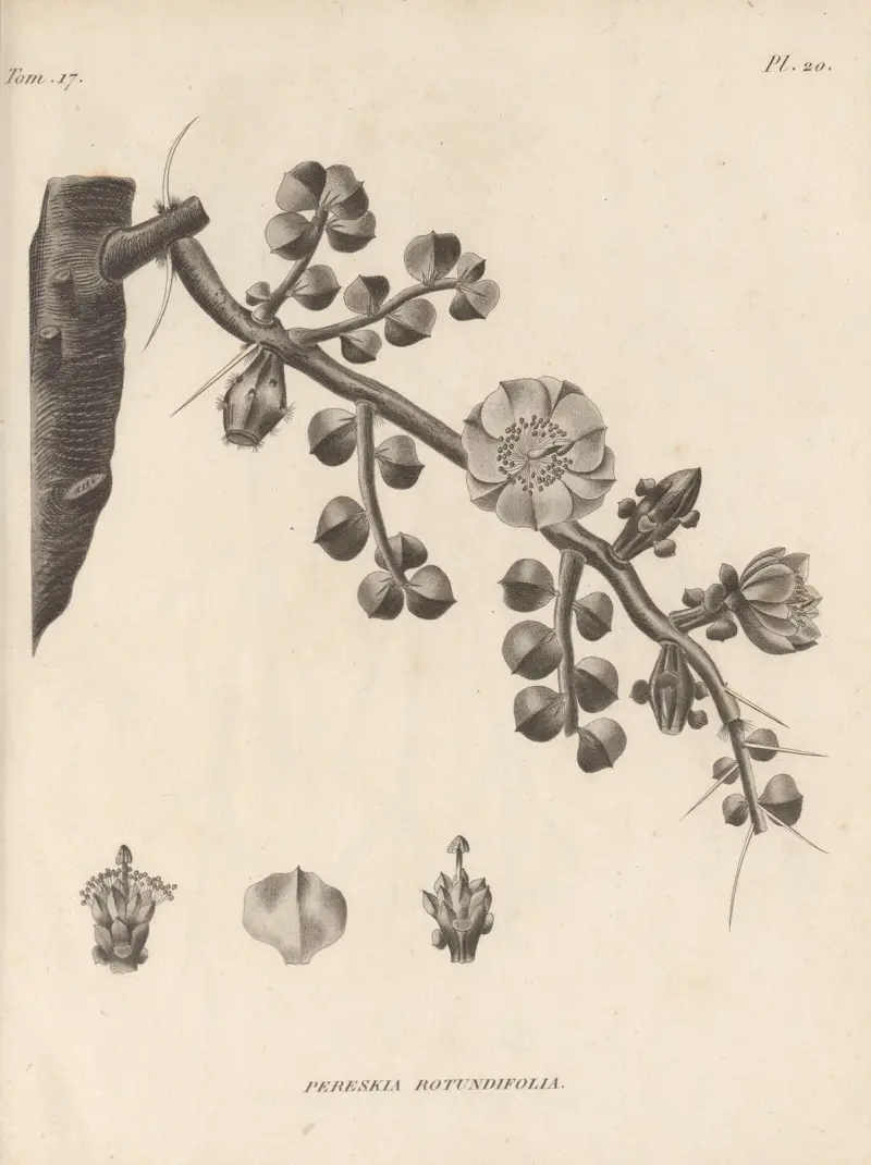 Pereskia rotundifolia av Augustin Pyramus de Candolle