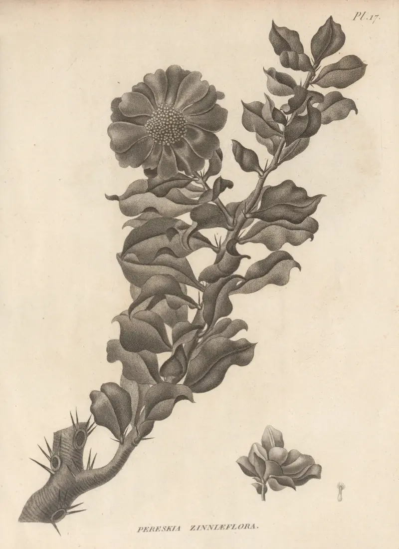 Pereskia zinniaeflora av Augustin Pyramus de Candolle