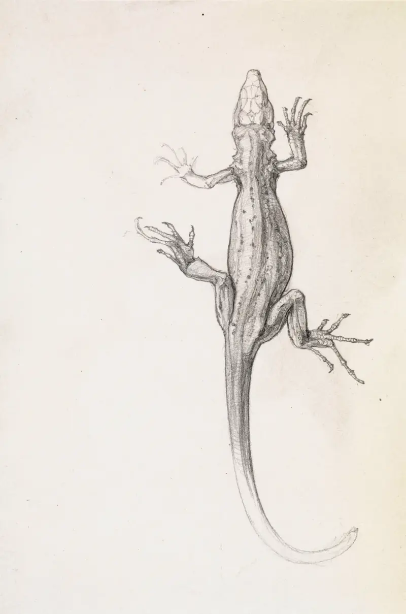 Lizard von Julie de Graag