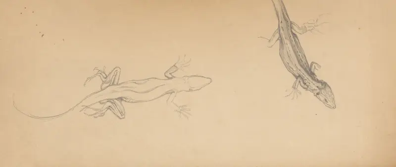 Lizards von Julie de Graag