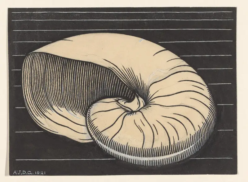 Nautilus shell von Julie de Graag
