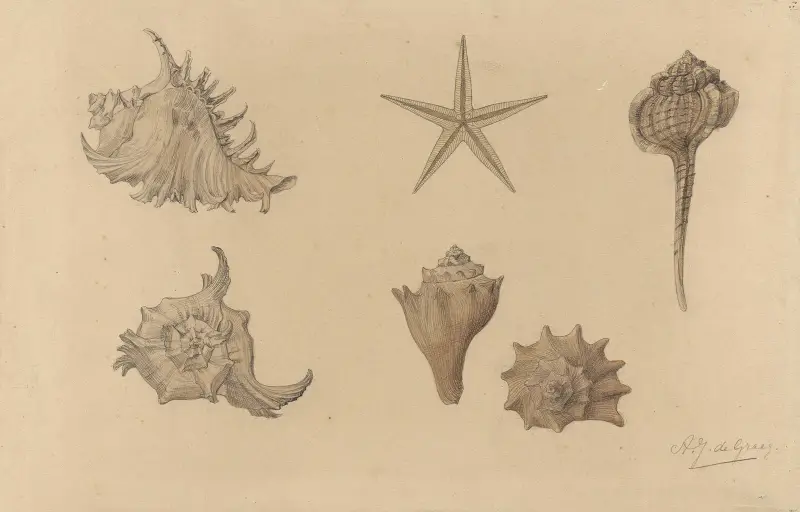 Study sheet with shells von Julie de Graag