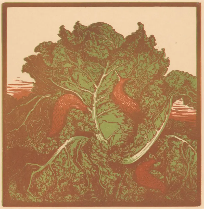 Three slugs on a cabbage. von Julie de Graag