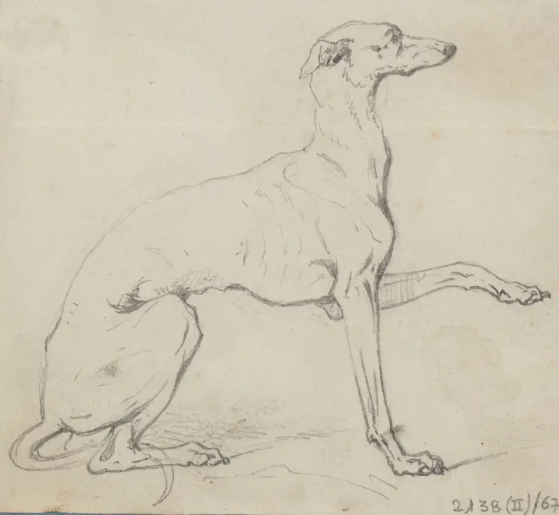 Greyhound von Nicaise De Keyser