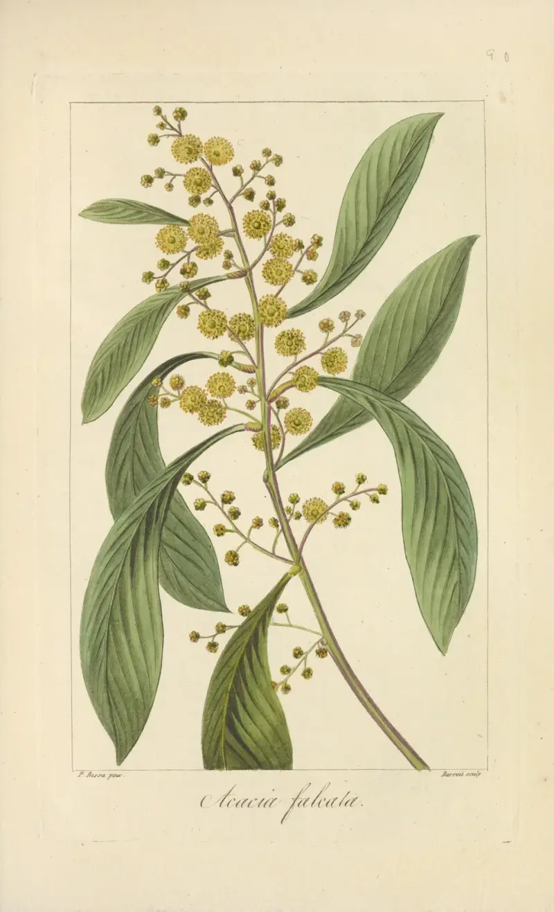 Acacia falcata, Jean Claude Michel Mordant de Launay
