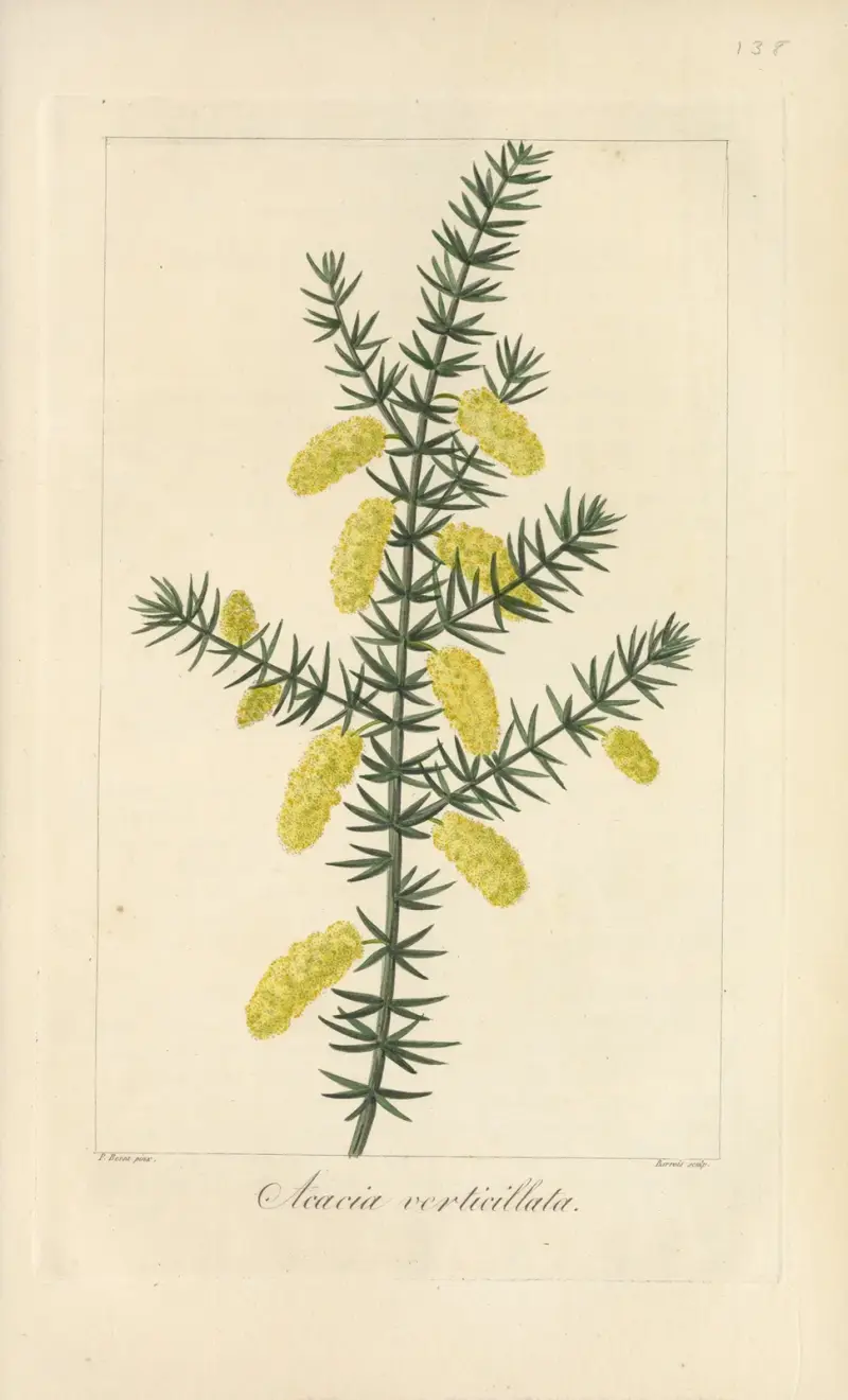 Acacia verticillata av Jean Claude Michel Mordant de Launay