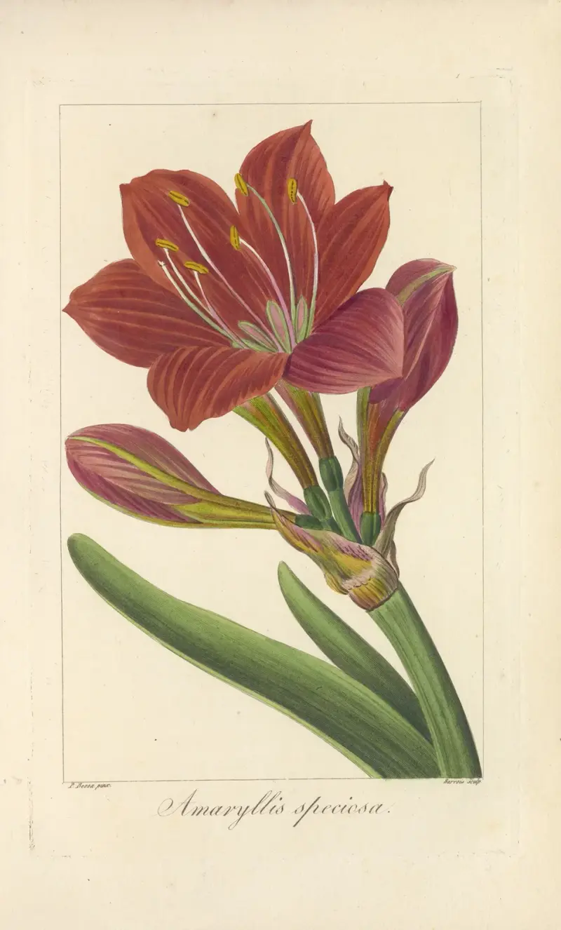 Amaryllis speciosa av Jean Claude Michel Mordant de Launay