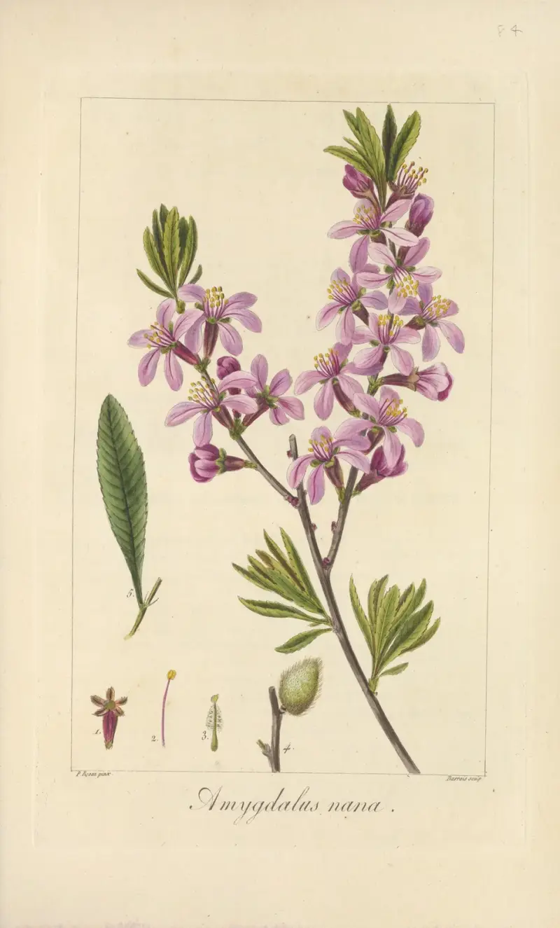 Amygdalus nana av Jean Claude Michel Mordant de Launay