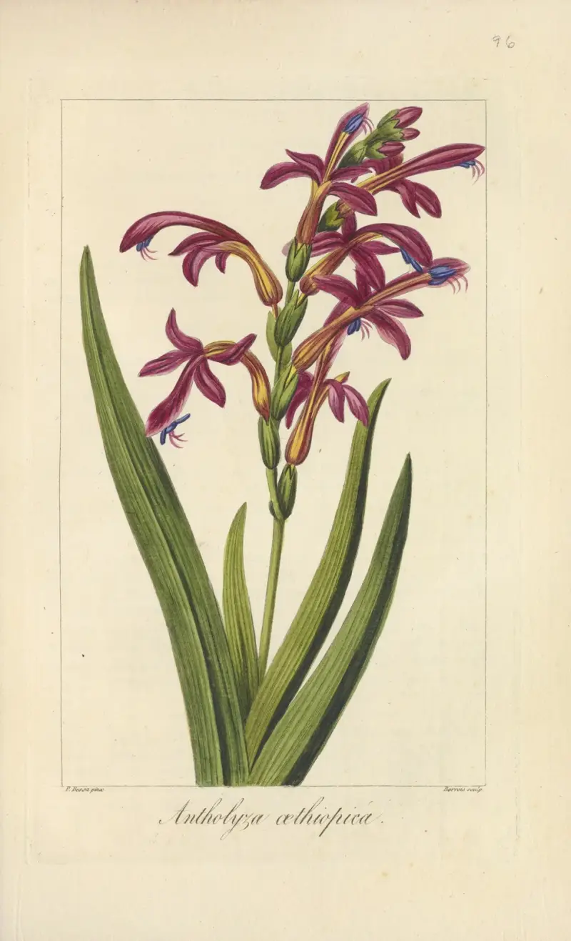 Antholyza æthiopica von Jean Claude Michel Mordant de Launay