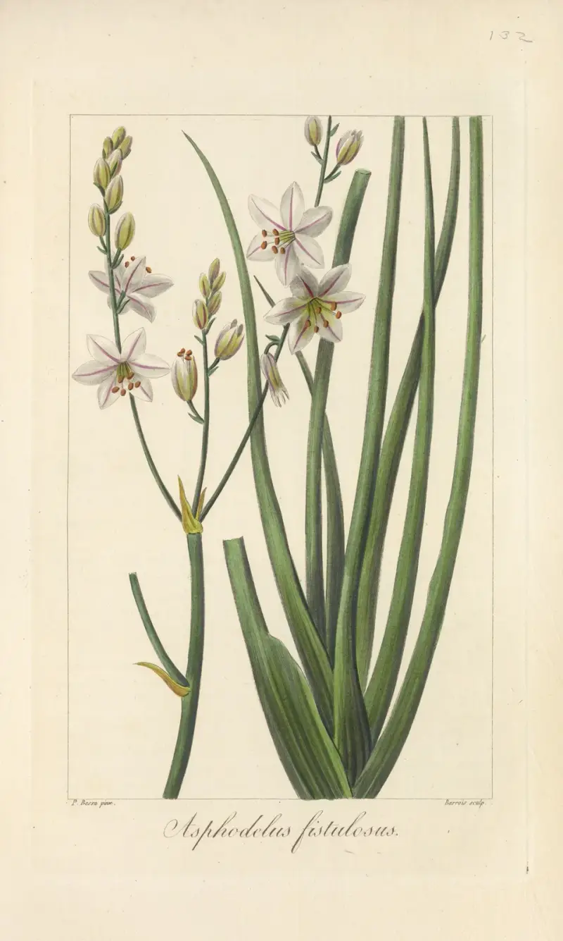 Asphodelus fistulosus av Jean Claude Michel Mordant de Launay