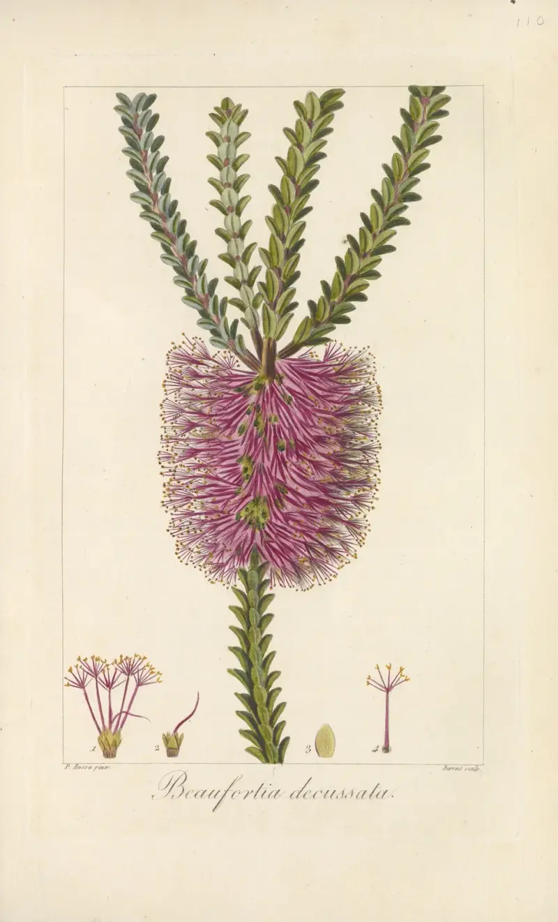 Beaufortia decussata av Jean Claude Michel Mordant de Launay