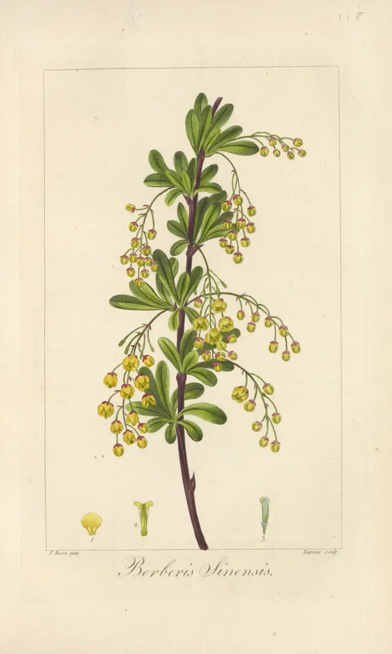 Berberis sinensis av Jean Claude Michel Mordant de Launay