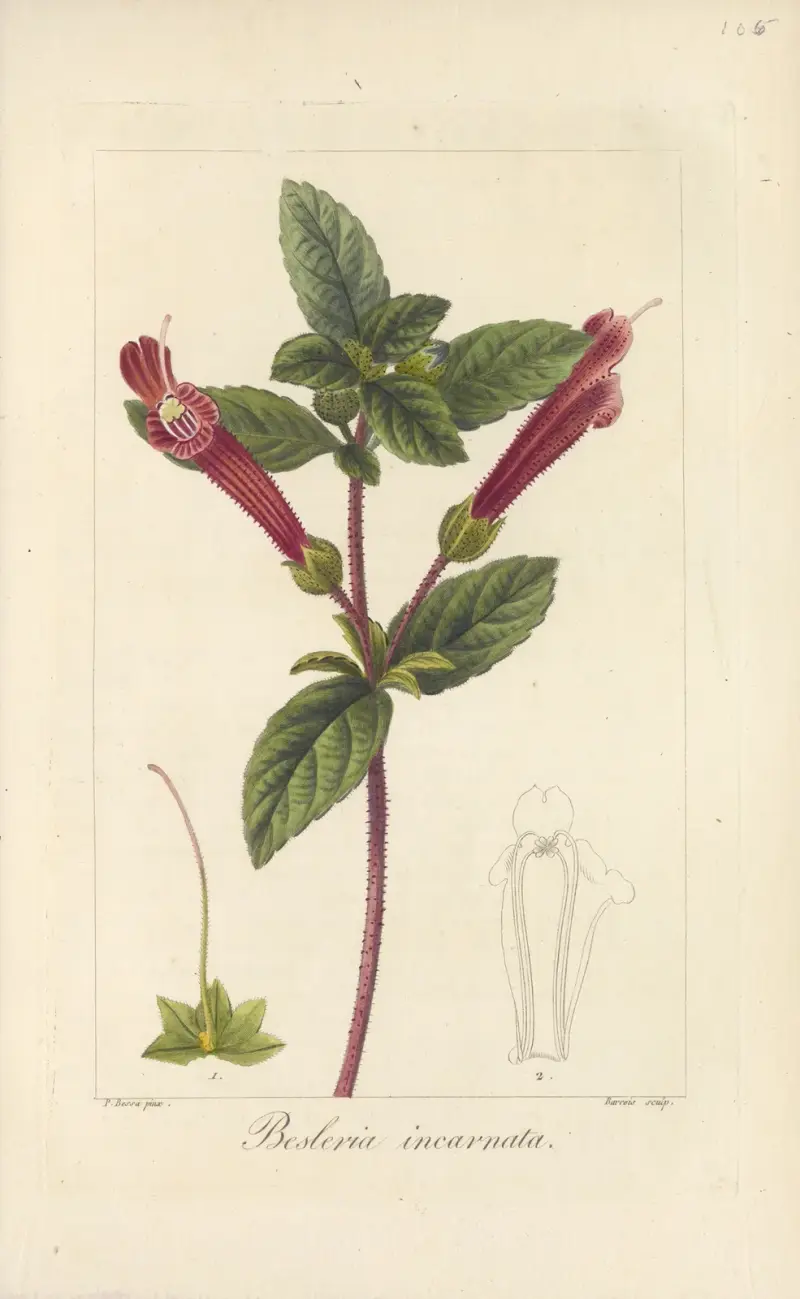 Besleria incarnata, Jean Claude Michel Mordant de Launay