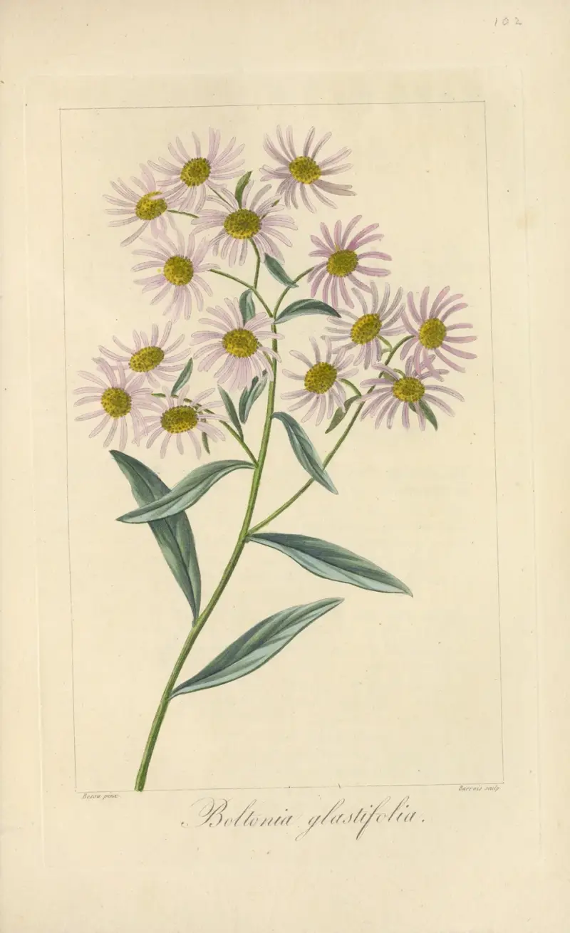 Boltonia glastifolia av Jean Claude Michel Mordant de Launay