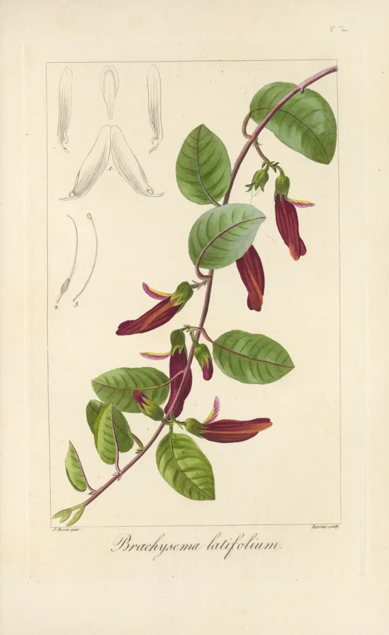 Brachysema latifolium av Jean Claude Michel Mordant de Launay